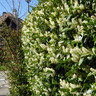 Prunus laur. 'Novita' 200-225cm (77L)