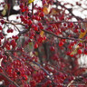 Malus 'Red Sentinel' (Crab Apple) BAREROOT