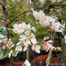 Malus 'Red Sentinel' (Crab Apple) BAREROOT