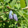 Lonicera caerulea edulis (Honeyberry) 'Blue Banana' 3L