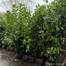 Prunus laur. 'Novita' 150/175cm rootball