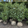 Prunus lus. 'Angustifolia' (Portuguese Laurel) 100-125cm rootball