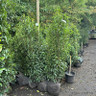 Prunus lus. 'Angustifolia' (Portuguese Laurel) 150-175cm rootball
