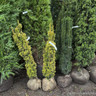 Taxus baccata 'Fastigiata Aurea' (Golden Irish Yew) 80-100cm Rootball