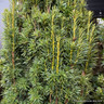 Taxus baccata 'Fastigiata' (Irish Yew) 100-125cm rootball