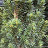 Taxus baccata 'Fastigiata' (Irish Yew) 100-125cm rootball