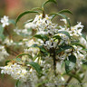 Osmanthus burkwoodii 100-125cm rootball