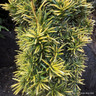 Taxus baccata 'Fastigiata Aurea' (Golden Irish Yew) 125-150cm Rootball