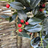 Ilex 'J.C. van Tol' (Holly) 60-80cm - 3ltr