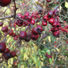 Crataegus monogyna (Hawthorn) 60-90cm bare root 2yr