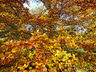 Fagus sylvatica (Green Beech) 80-100cm bare root - single plant