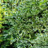 Cornus controversa Variegata (Wedding Cake tree)