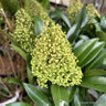 Skimmia confusa ‘Kew Green’