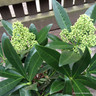 Skimmia confusa ‘Kew Green’