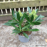 Skimmia confusa ‘Kew Green’