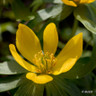 Winter aconite (9cm)