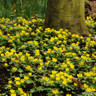 Winter aconite (9cm)