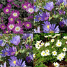 Anemone 'Blanda mixed' 9cm