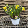 Tete a tete (white pot)