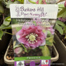 Helleborus x hybridus "Double Pink spotted" 3ltr