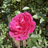 Gloriana - Climbing Rose