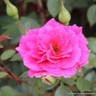 Gloriana - Climbing Rose