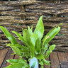 Asplenium scolopendrium (Hardy fern)  S+