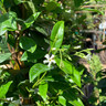 Trachelospermum jasminoides (Star Jasmine) 240cm on cane (9L)