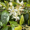 Trachelospermum jasminoides (Star Jasmine) 240cm on cane (9L)
