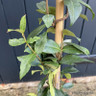 Trachelospermum jasminoides (Star Jasmine) 240cm on cane (9L)