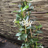 Trachelospermum jasminoides (Star Jasmine) 240cm on cane (9L)