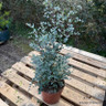 Eucalyptus gunnii bush (p22)