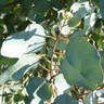 Eucalyptus gunnii bush (p22)