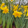 Daffodil 'Carlton' tub