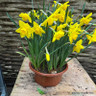 Daffodil 'Carlton' tub