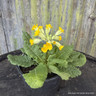 Primula cabrillo (cowslip)