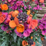 Erysimums (perennial wallflower)