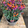 Erysimums (perennial wallflower)