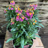 Erysimums (perennial wallflower)