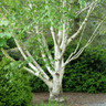 Betula utilis jacquemontii multistem 175-200cm