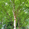 Betula albosinensis (Multistem) 250-300cm