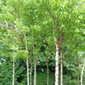 Betula albosinensis (Multistem) 300-350cm
