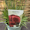 Armeria 'Ballerina red' p17