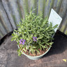 Lavender 'Hidcote' (p17)