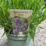 Lavender 'Munstead' (p17)