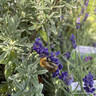 Lavender 'Munstead' (p17)