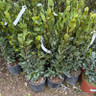 Laurus nob. Bush  (bay) (50-60cm) 3L