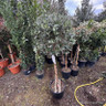 Acca sellowiana (Feijoa) 1/2 stem (25L)