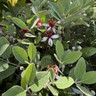 Acca sellowiana (Feijoa) 1/2 stem (25L)