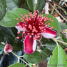 Acca sellowiana (Feijoa) 1/2 stem (25L)